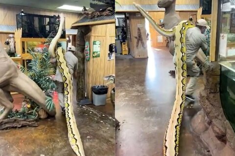 या व्हिडिओमध्ये एका व्यक्तीनं 113 किलोग्राम वजन असेलला 22 फूट साप (Man Carries 22 Feet Long Snake On Shoulder) आपल्या खांद्यावर उचलला आहे. 
