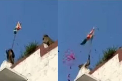 हा व्हिडिओ (Video) एका शाळेत शूट केला गेला आहे. यात दिसतं, की छतावर चढलेली दोन माकडं ध्वज फडकवणायाचा प्रयत्न करत आहेत. मात्र, पहिल्या प्रयत्नात त्यांना अपयश येतं
