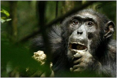 अॅडी टिमरमँस हिचं ज्या चिंपांझीवर प्रेम जडलं (Girl Fall in Love With Chimpanzee) आहे तो बेल्जियमच्या Antwerp Zoo मध्ये कैद आहे. ही मुलगी प्रत्येक आठवड्याला या चिंपांझीला भेटायला जाते
