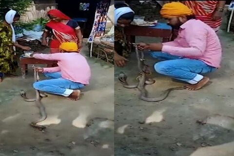25 वर्षाच्या मनमोहन उर्फ भूअरनं अनेक विषारी सापांना रेसक्यू केलं होतं. रविवारी तो दोन नागांची शेपटी पकडून आपल्या बहिणीकडून या नागांना राखी बांधून घेत होता. 
