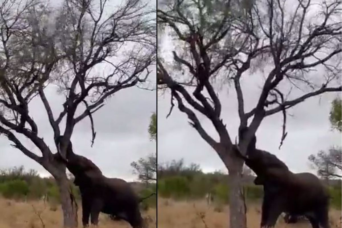 हत्तीनं काही सेकंदातच उपटलं भलंमोठं झाड; गजराजची अफाट ताकद दाखवणारा VIDEO