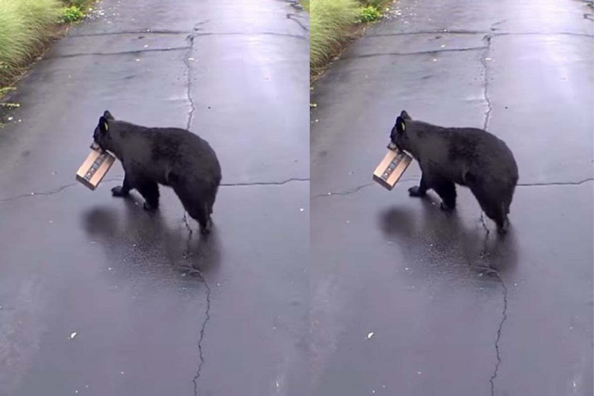 VIDEO : महिलेनं ऑनलाईन ऑर्डर केलं सामान, मात्र बॉक्स घेऊन पळालं अस्वल; पाहा यात असं नेमकं काय होतं?