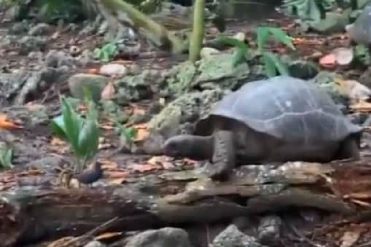 VIDEO: कासवाला कधी शिकार करताना पाहिलंय का? हा दुर्मिळ क्षण एकदा बघाच, जाणकारही हैराण