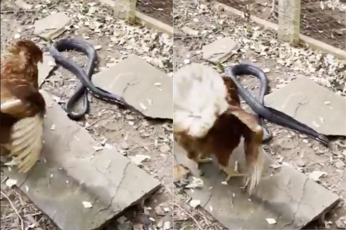 बापरे! थेट सापासोबत भिडला कोंबडा; VIDEO मध्ये पाहा कोणी जिंकली लढाई