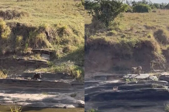 त्या माकडाला पाहून घाबरला बिबट्या; समोर दिसताच ठोकली धूम, पाहा VIRAL VIDEO