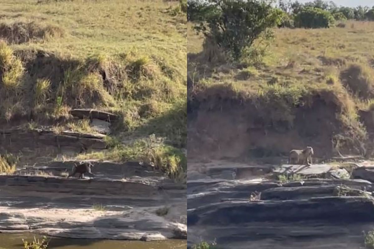 त्या माकडाला पाहून घाबरला बिबट्या; समोर दिसताच ठोकली धूम, पाहा VIRAL VIDEO