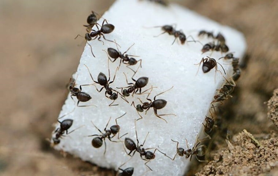 वेगवेगळ्या दिशेमधून मुंग्या येणं वेगवेगळ्या घटनांचा इशारा असू शकतो. उत्तर दिशेकडून मुंग्या येत असतील तर, तो शुभ संकेत आहे. तर, दक्षिण दिशेकडून मुंग्या येताना दिसल्यास आर्थिक लाभाचे संकेत असतात. 
