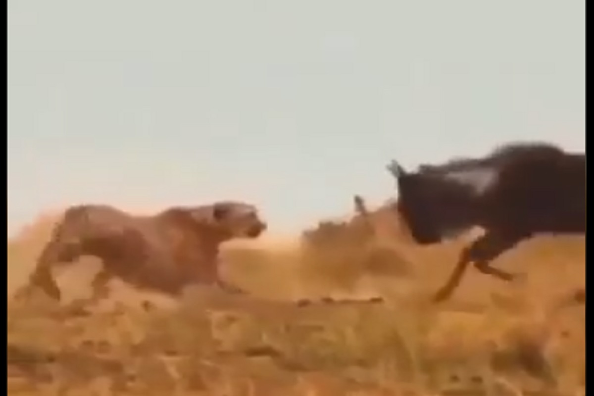 ...अन् जीव वाचवण्यासाठी बिबट्याची धडपड; कधीच पाहिला नसेल असा VIDEO