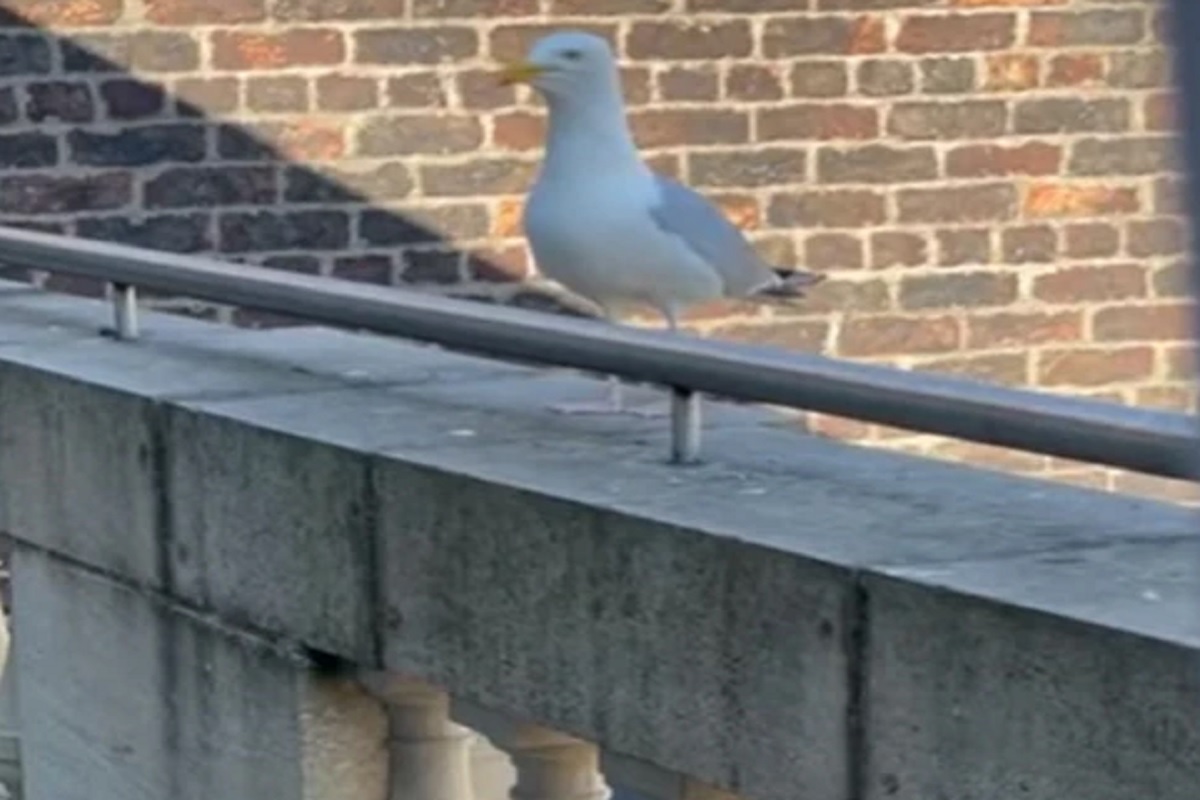 आश्चर्यच! चक्क कुत्र्यासारखा भुंकतो हा पक्षी; विश्वास बसत नाही तर पाहा VIDEO