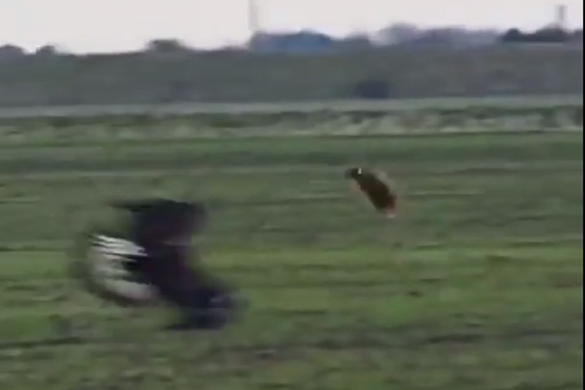 फोटो सौजन्य - ट्विटर व्हिडीओ ग्रॅब