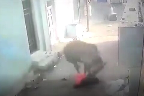 बैलाने महिलेवर (Bull attack on woman) भयंकर हल्ला केला आहे.