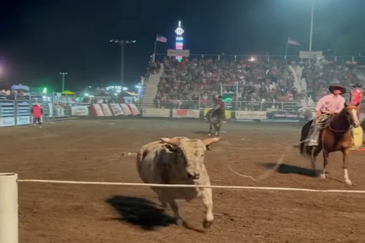 फोटो सौजन्य - युट्युब व्हिडीओ ग्रॅब (Hugo Happenings)