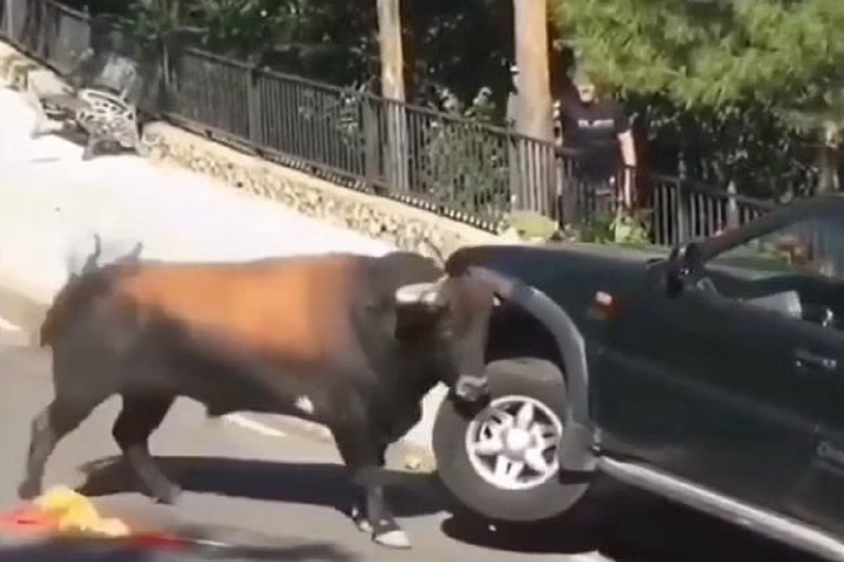 VIDEO : चवताळलेल्या रेड्याने शिंगावरच घेतली प्रवाशांनी भरलेली कार; पुढे जे घडलं ते पाहूनच हादराल