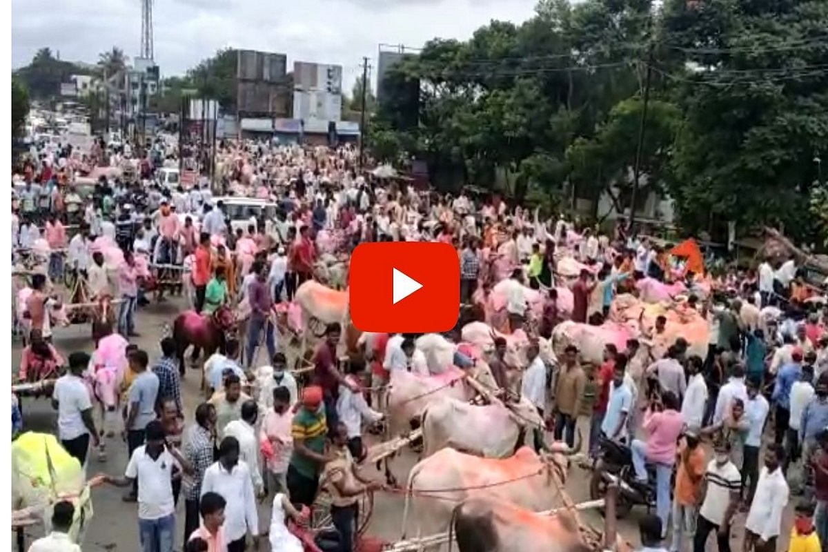 VIDEO: 'बैलगाडा शर्यतीला परवानगी द्या' म्हणत शेकडो बैलगाड्यांसह मोर्चा