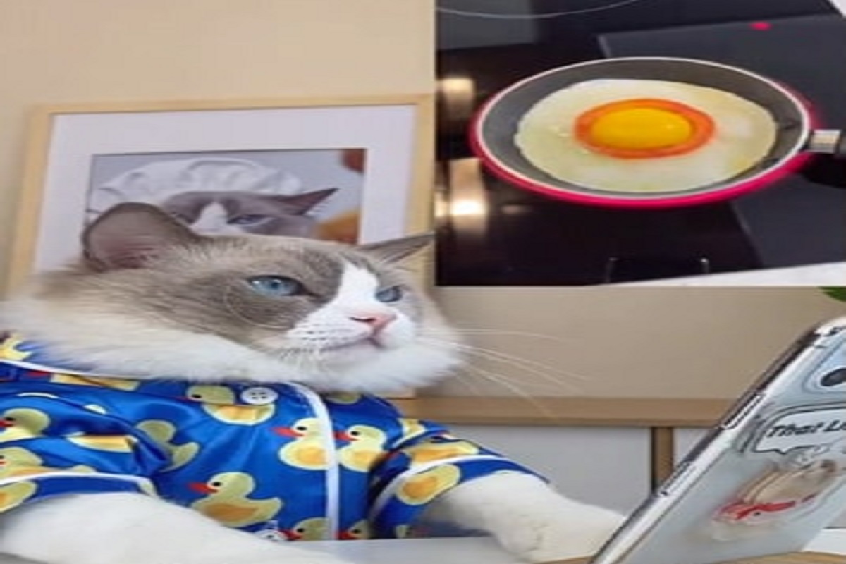 OMG! चक्क मांजराने बनवलं ऑमलेट; विश्वास बसत नाही तर पाहा Cat chef चा Video