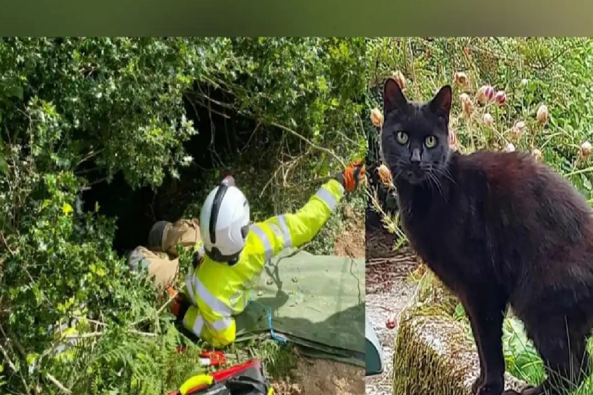 होती मनी म्हणून वाचली नानी ! 70 फूट खोल दरीत कोसळल्या आजीबाई, मांजरीनं वाचवले प्राण