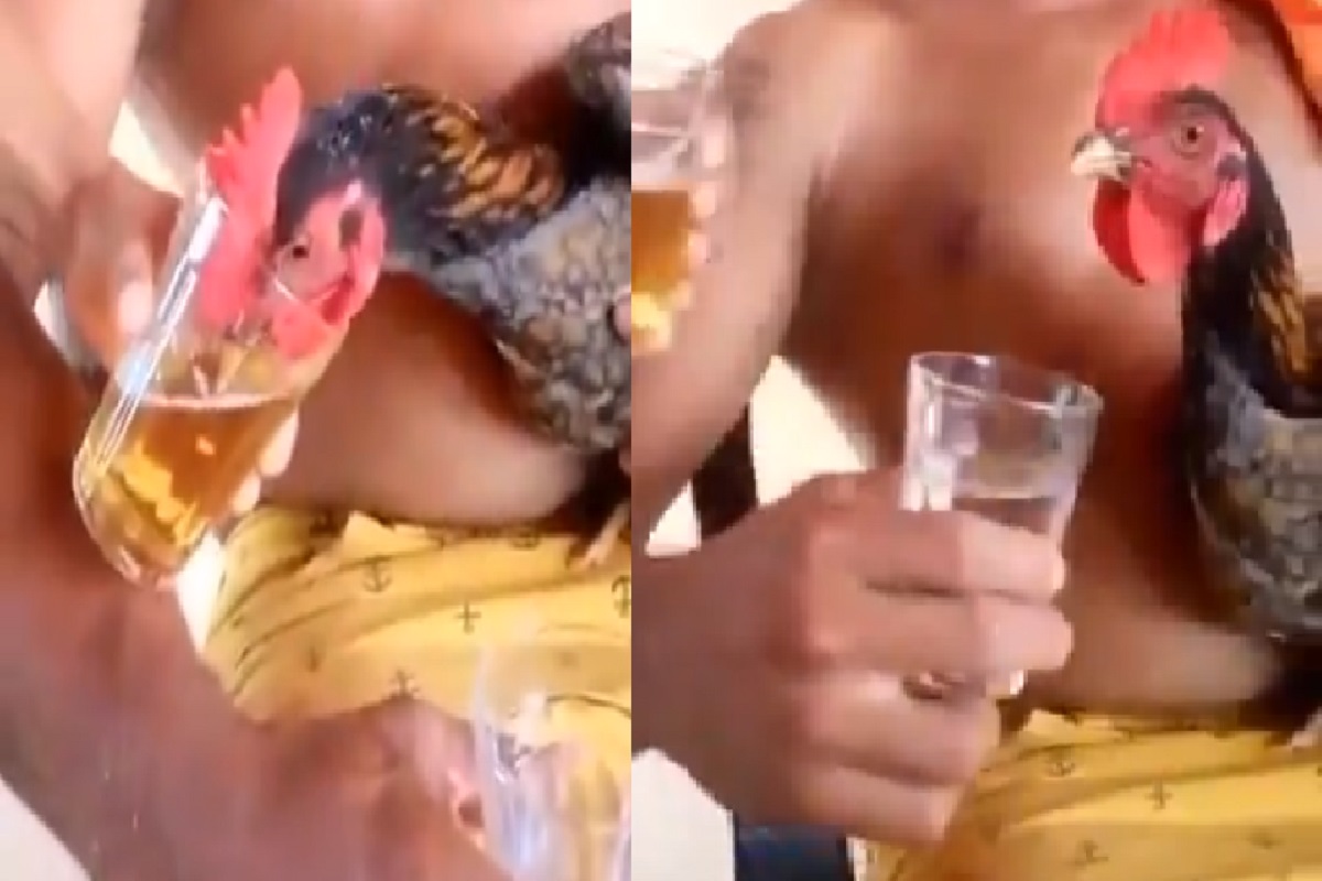कोंबड्यालाही लागली दारूची चटक; पाण्याच्या ग्लासकडे ढुंकूनही पाहेना; Video viral