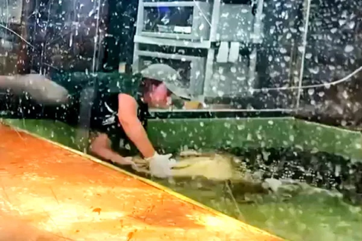 मगरीचा महिलेवर भयंकर हल्ला.