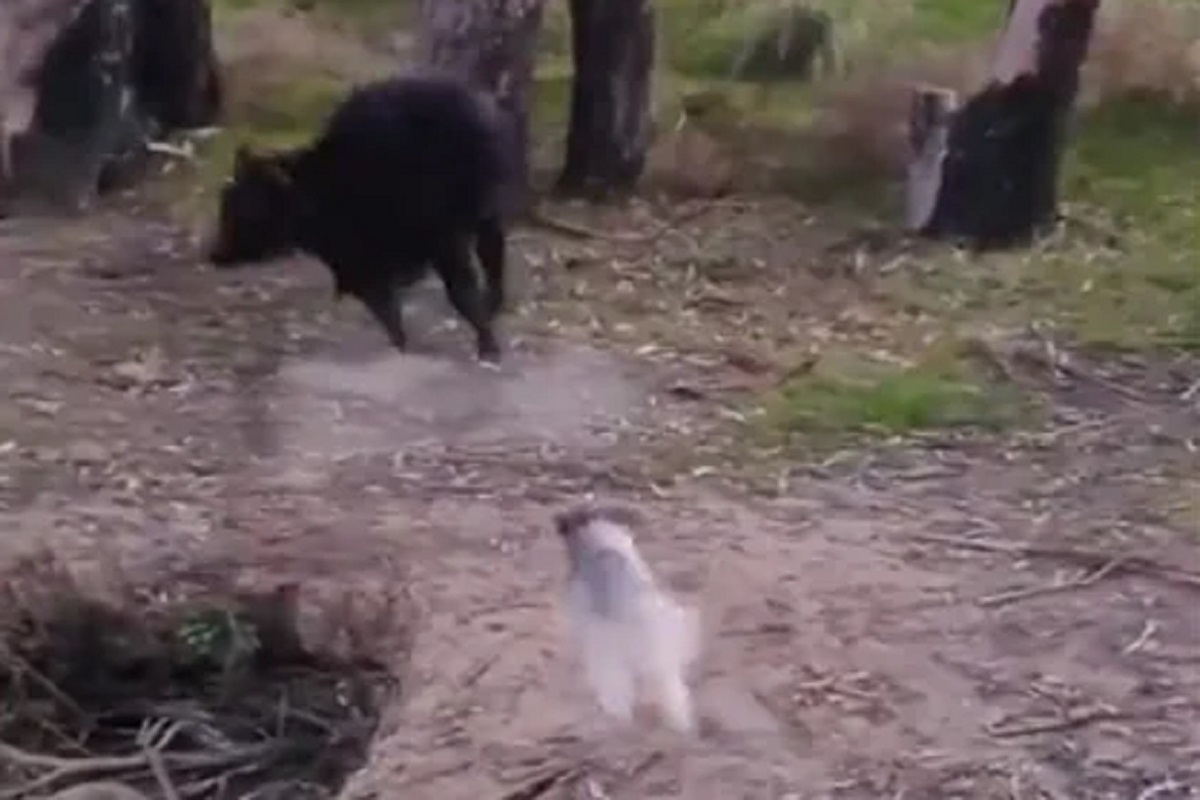 VIDEO - ...अन् इवल्याशा कुत्र्याला घाबरला अवाढव्य रेडा; पाठलाग सोडून ठोकली धूम