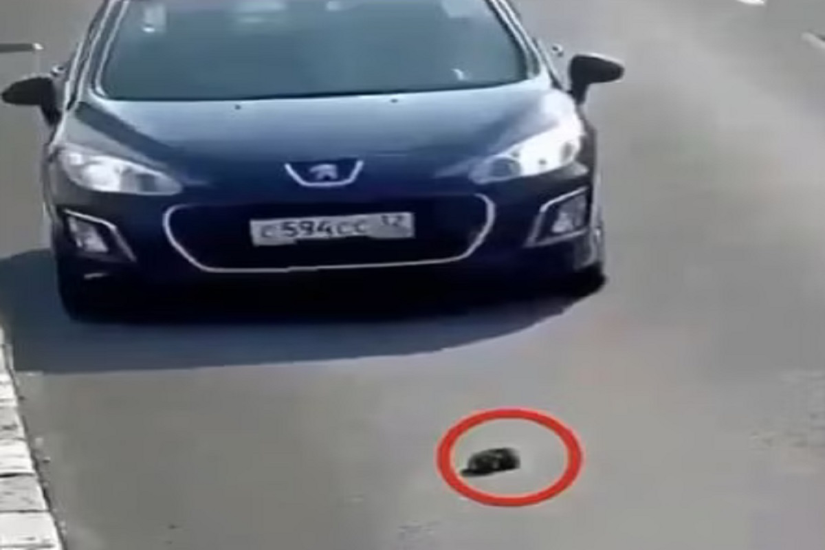 कुत्र्याचं नशीब बलवत्तर म्हणू... (फोटो सौजन्य - इन्स्टाग्राम व्हिडीओ ग्रॅब)