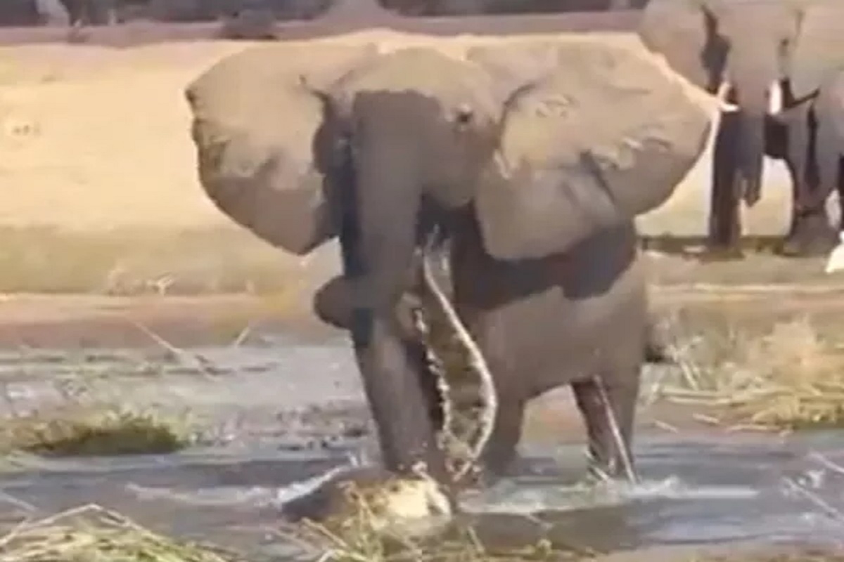 मगरीचं राज्य असलेल्या पाण्यातच हत्तीने मगरीला हरवलं.