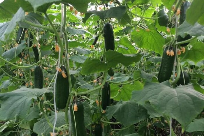  या पिकाचा कालावधी 60 ते 80 दिवसांत पूर्ण होतो. तसे म्हटले तर काकडी उन्हाळ्यात होते. पण पावसाळ्यात काकडीचे पीक जास्त येते. फेब्रुवारीचा दुसरा आठवडा काकडीच्या पेरणीसाठी सर्वोत्तम असतो. 