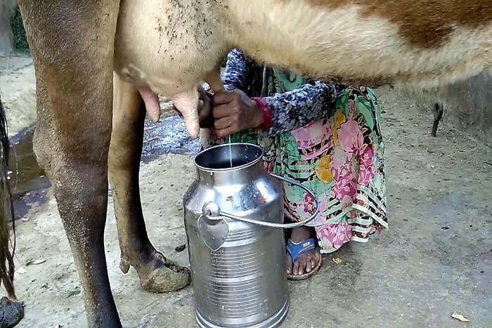 दूध काढताना ते दुषित घटकांच्या संर्कात आलेलं असू शकत.