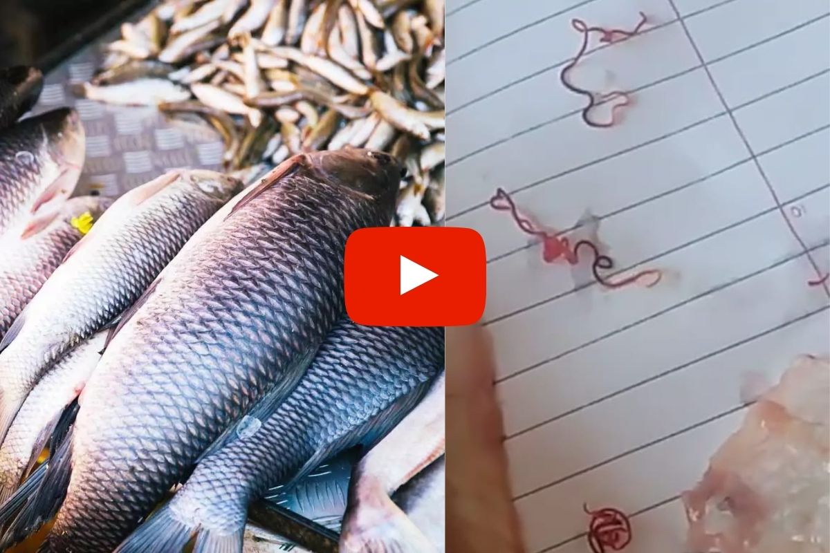 मुरबाड बारवी धरण आणि मुरबाड नदीतील गोड्या पाण्यातील माशांमध्ये 4 ते 6 इंचाचे लांबलचक जंतू आढळून आले आहे.