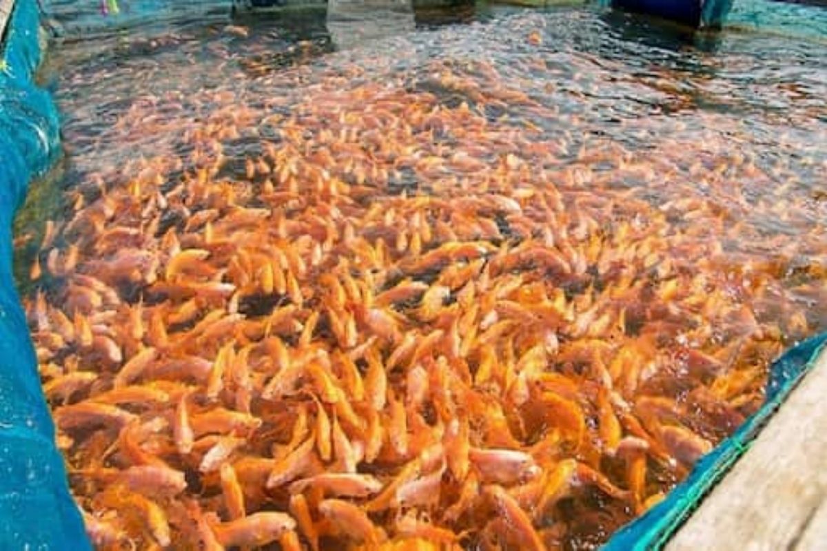 आता फक्त मासोळ्या पाळण्याचा व्यवसाय करा आणि महिन्याला कमवा तब्बल 2 लाख रुपये; कसं ते वाचा