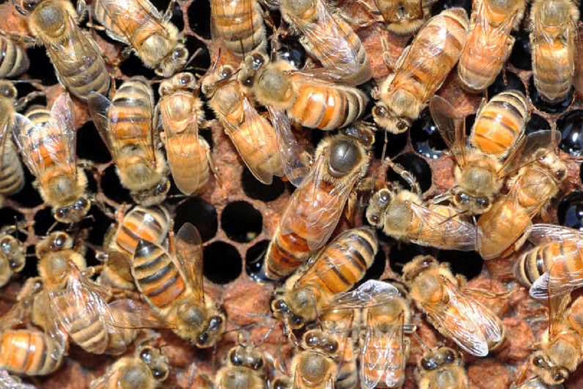 दाखवून द्या तुम्हीच आहात हुश्शार! VIDEO मध्ये मधमाश्यांच्या 'राणी'ला शोधा