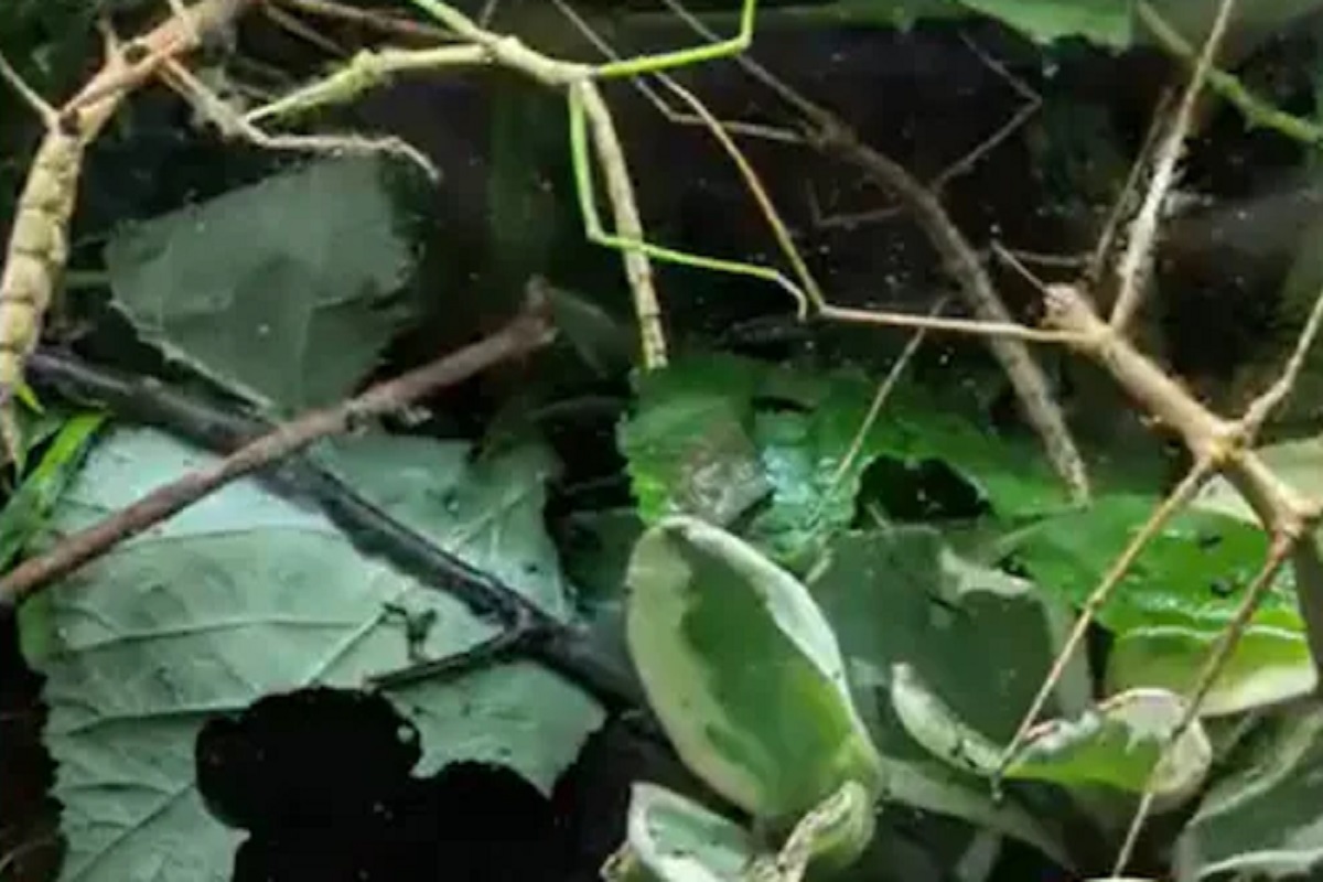 दाखवून द्या तुम्हीच आहात हुश्शार! फक्त 7 सेकंदात या फोटोतले 4 किडे शोधा