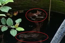 VIDEO: बिबट्यासह एकाच विहिरीत जीव मुठीत घेऊन आहे कुत्रा,जगण्यासाठी दोघांची धडपड VIDEO: बिबट्यासह एकाच विहिरीत जीव मुठीत घेऊन आहे कुत्रा,जगण्यासाठी दोघांची धडपड