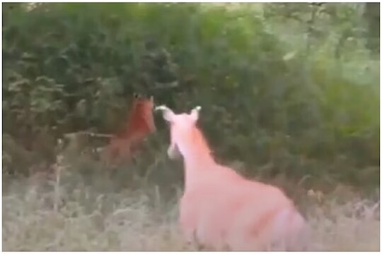 हा व्हिडीओ पाहून तुमच्या डोळ्यात पाणी येईल.