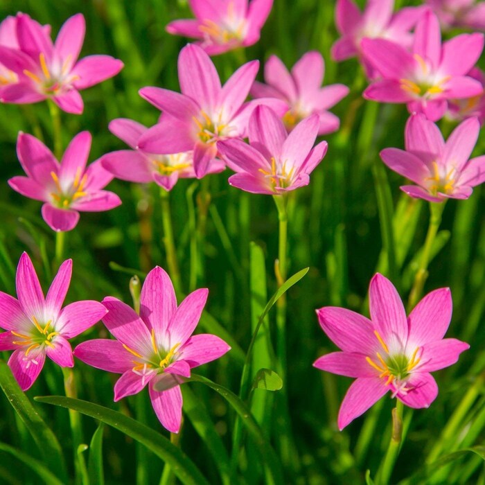 लिली- लिलीला देखील पवित्र मानली जाते. हे फूल आनंदाचे प्रतीक मानलं जातं. घरात आनंद नांदतो आणि सर्व नकारात्मका निघून जाते. घराच्या बेडरूममध्ये लिली लावल्याने रात्री चांगली झोप येते. सकाळही उत्साहात होते.