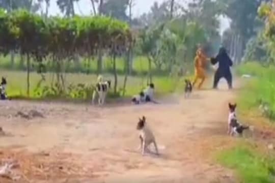 VIDEO - भुंकत धावत आले कुत्रे आणि...;  सिंह, अस्वल बनून घाबरवण्याचा प्रयत्न पडला महागात