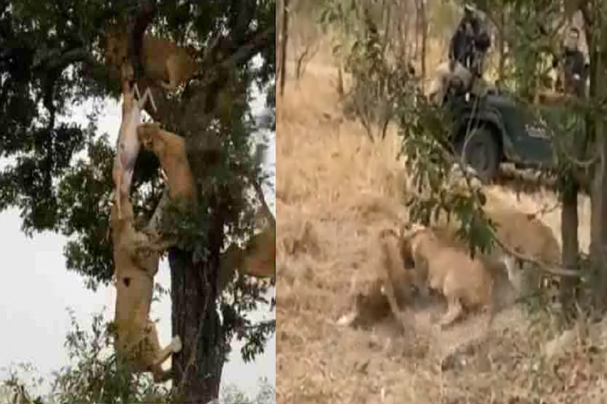 एका हरणाभोवती सहा सिंहांचा कळप.