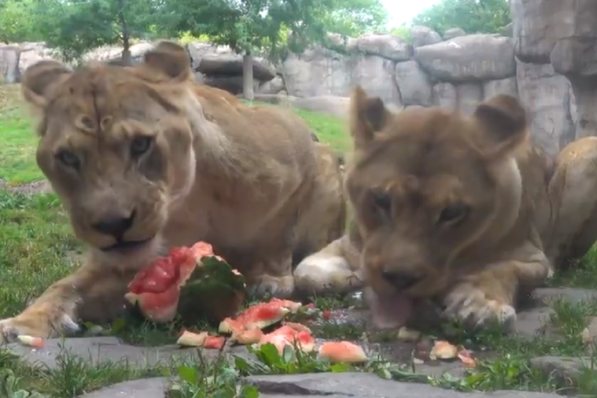 VIDEO - मांस खाणारे सिंह चक्क खाऊ लागले फळ; रसरशीत, लालबुंद कलिंगडावर मारला चांगलाच ताव