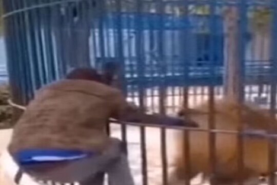 सिंहाशी पंगा महागात पडला.