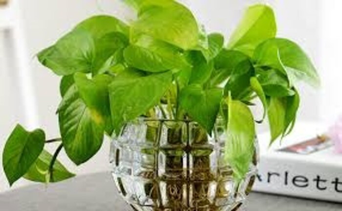 मनी प्लॅन्ट- मनी प्लॅन्ट ही एक हा असा वेल आहे जो कूठेही जगतो. घरात बेड रूम, बाल्कनी, बाथरूम, ड्रॉईंग रूम किंवा बागेत कुठेही ठेवू शकतो.