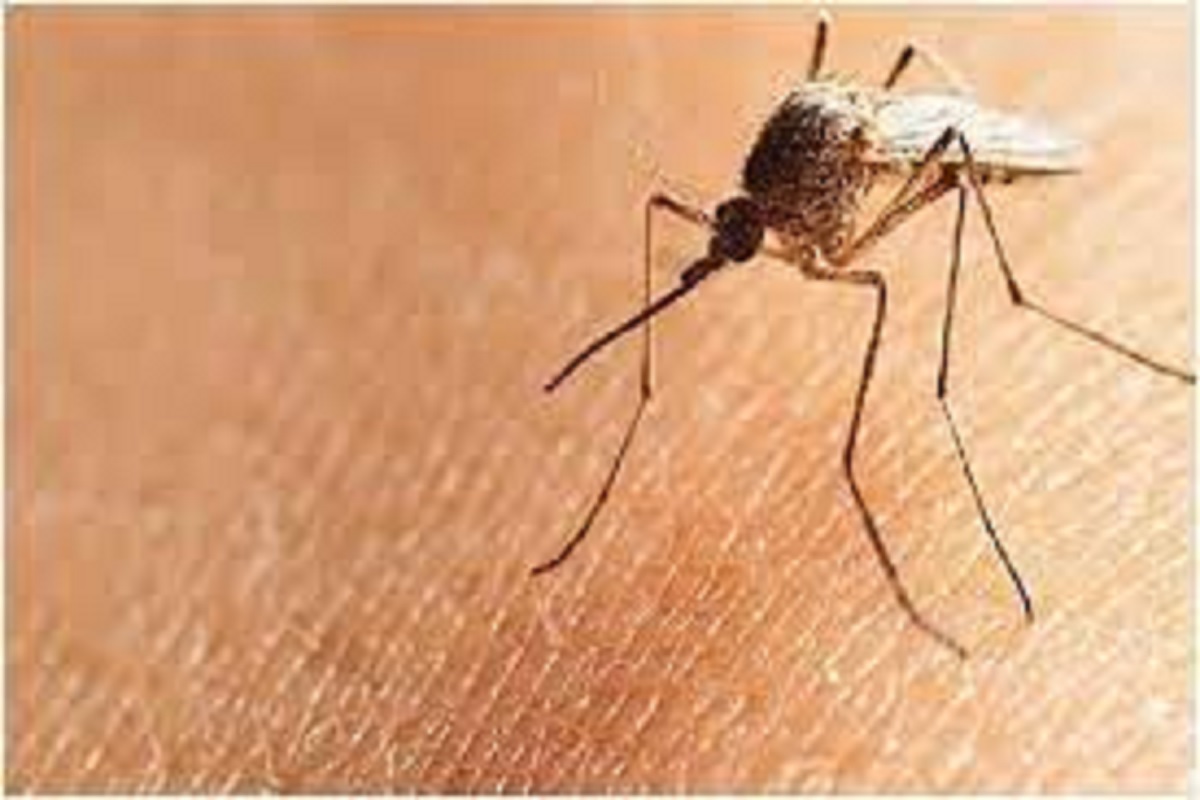 चिंता करण्याची गरज नाही! पुण्यातील Zika virus रुग्णाबाबत मिळाली महत्त्वाची अपडेट