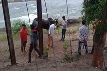 LIVE : अहमदनगरमध्येबेकायदेशीर बैलगाडा शर्यत, 47 जणांवर गुन्हा दाखल