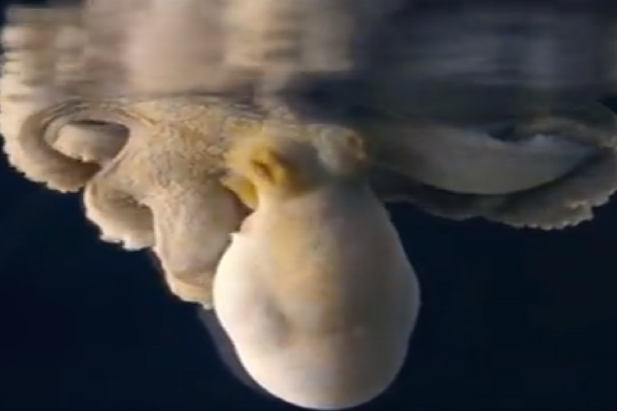 सरड्याप्रमाणे रंग बदलतो आहे ऑक्टोपस