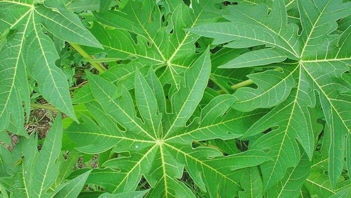 पपईच्या पानांची चव कडू असते मात्र, याचे फायदे भरपूर आहेत, डेंग्यू सारख्या तापामध्ये पपईच्या पानांचा रस फायदेशीर असतो. यामुळे प्लेटलेट काउंट वाढतात. डेंग्यू, मलेरिया किंवा चिकनगुनिया सारख्या तापामध्ये हा रस प्यायला हवा. पपईच्या पानाचामध्ये कॅल्शियम, मॅग्नेशियम, पोटॅशियम, आयर्न आणि व्हिटॅमिन देखील असतात. त्यामुळे आजारपण दूर राहतं.