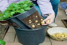 Gardening Tips: कशाला जायचं बाजारात? ‘या’ टिप्स वापरून घरी करा बटाट्याचं उत्पादन