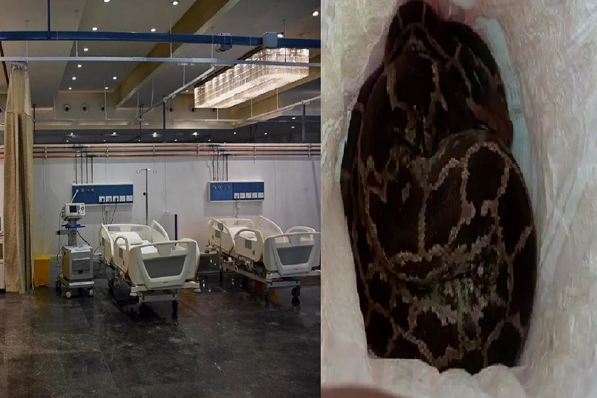 कोविड सेंटरमध्ये अजगर