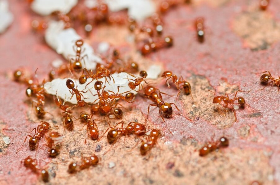 लाल रंगाच्या मुंग्यांना अशुभ मानलं जातं. लाल मुंग्या संकट, आर्थिक संकेत देतात. पण, याच मुंग्या त्यांच्या घरांमधून अंडी घेऊन जात असतील तर, ते शुभ मानलं जातं. अशा मुंग्यांना खायला घालावं.