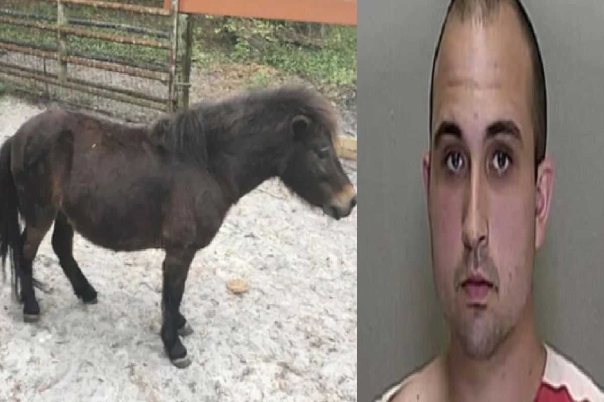 घोडीवर नराधमाने केला बलात्कार