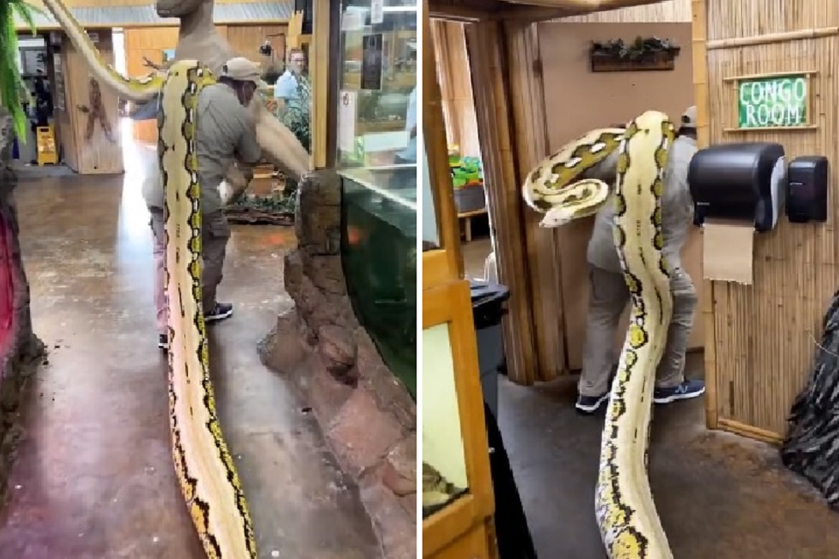 तब्बल 22 फूटांचा साप खाद्यांवर घेऊन जातोय हा व्यक्ती, VIDEO पाहून तुम्हालाही बसेल शॉक