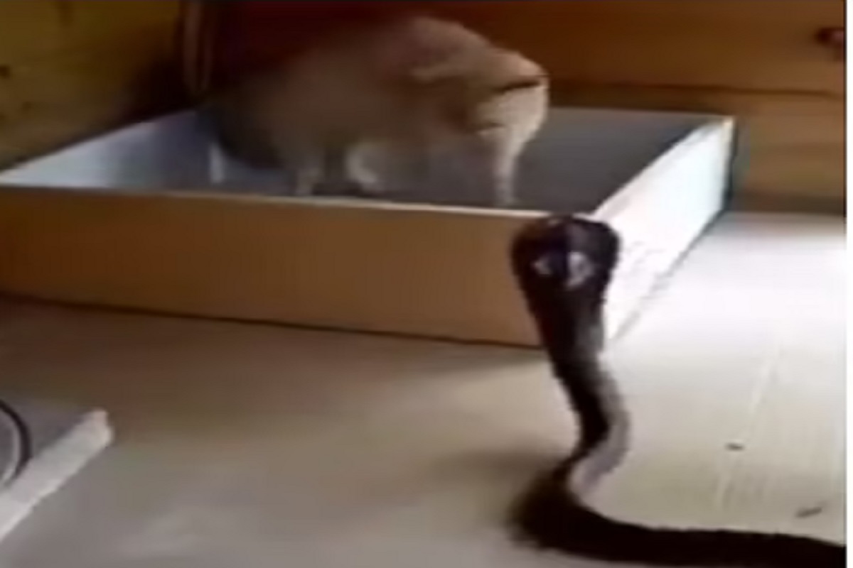 फणा VS पंजा; मांजर आणि सापातील जबरदस्त फायटिंगचा थरार; पाहा VIDEO