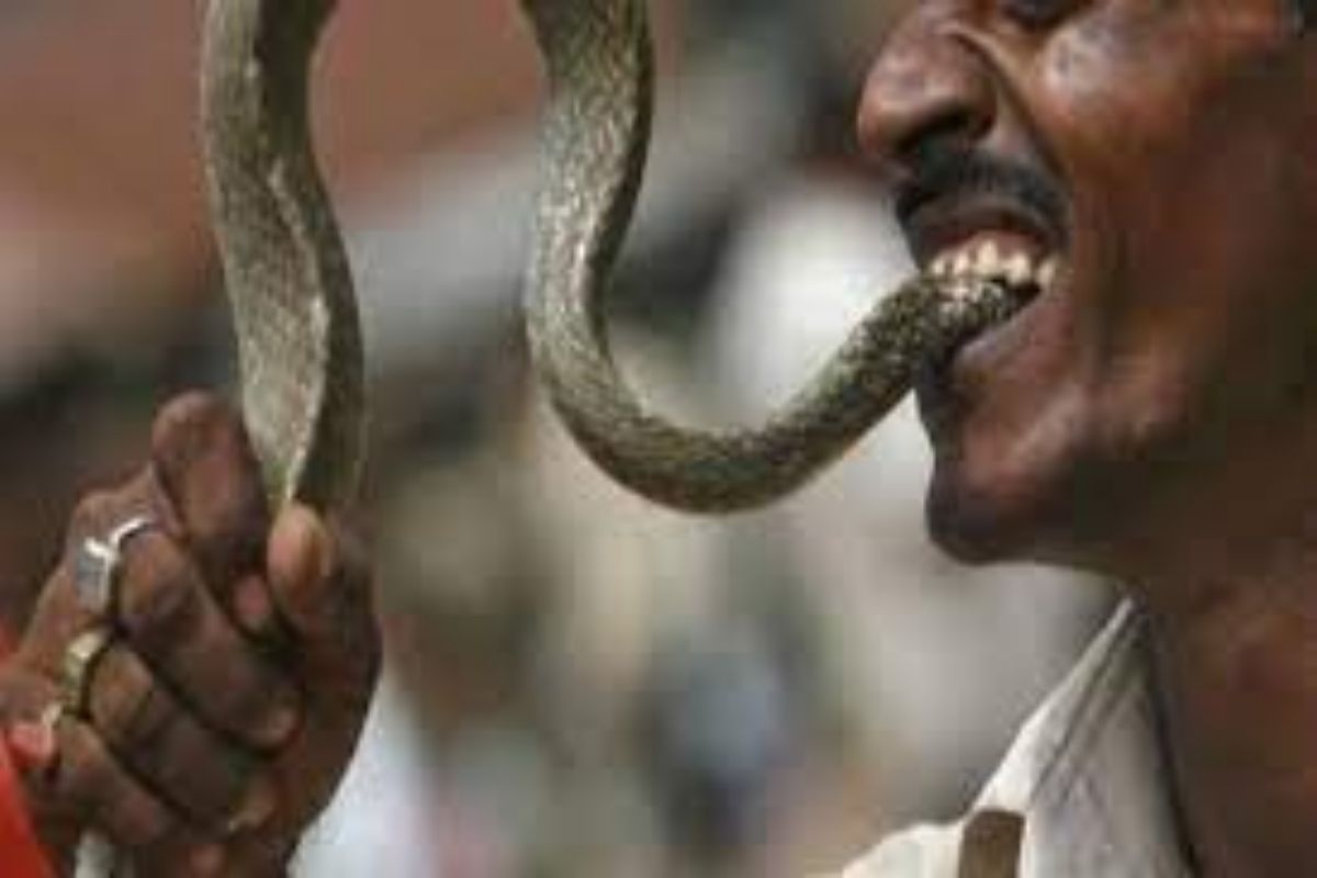Man Bites Snake: माणसाने घेतला बदला; मरेपर्यंत चावत राहिला, घरी येऊन पत्नीसमोर ठेवला मृत विषारी क्रोबा